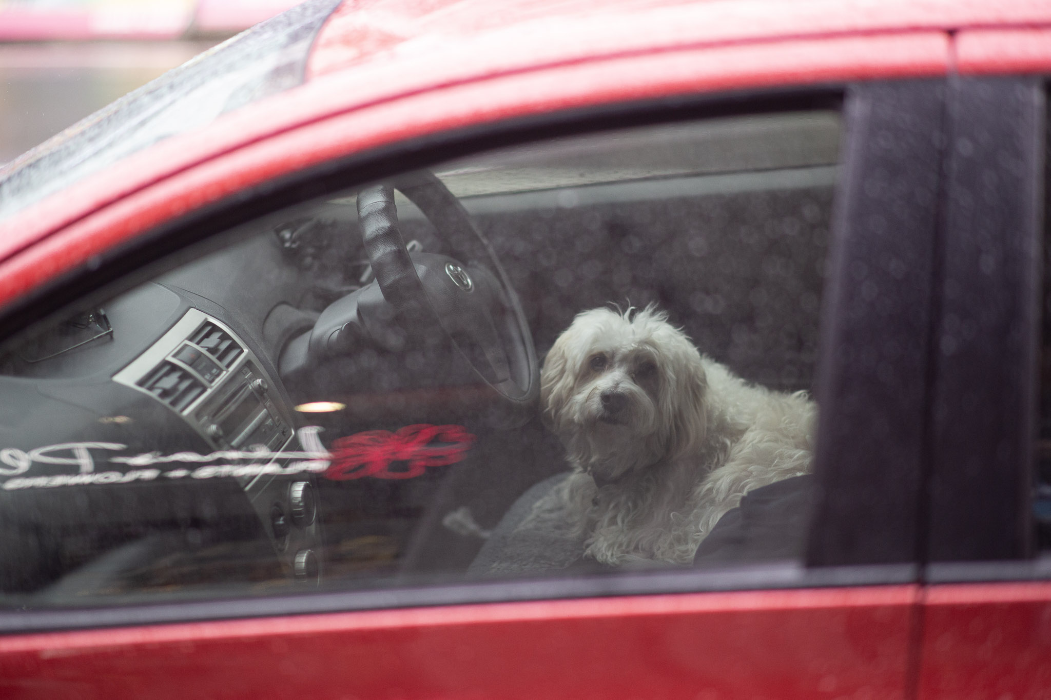 A small, white wire-haired dog sits in a red car, waiting patiently on the driver's seat for their human to return. They are looking up at the camera, slightly anxious and forlorn. The red and white reflection of a store sign is out-of-focus, reflected in the window, covered in soft, light raindrops.